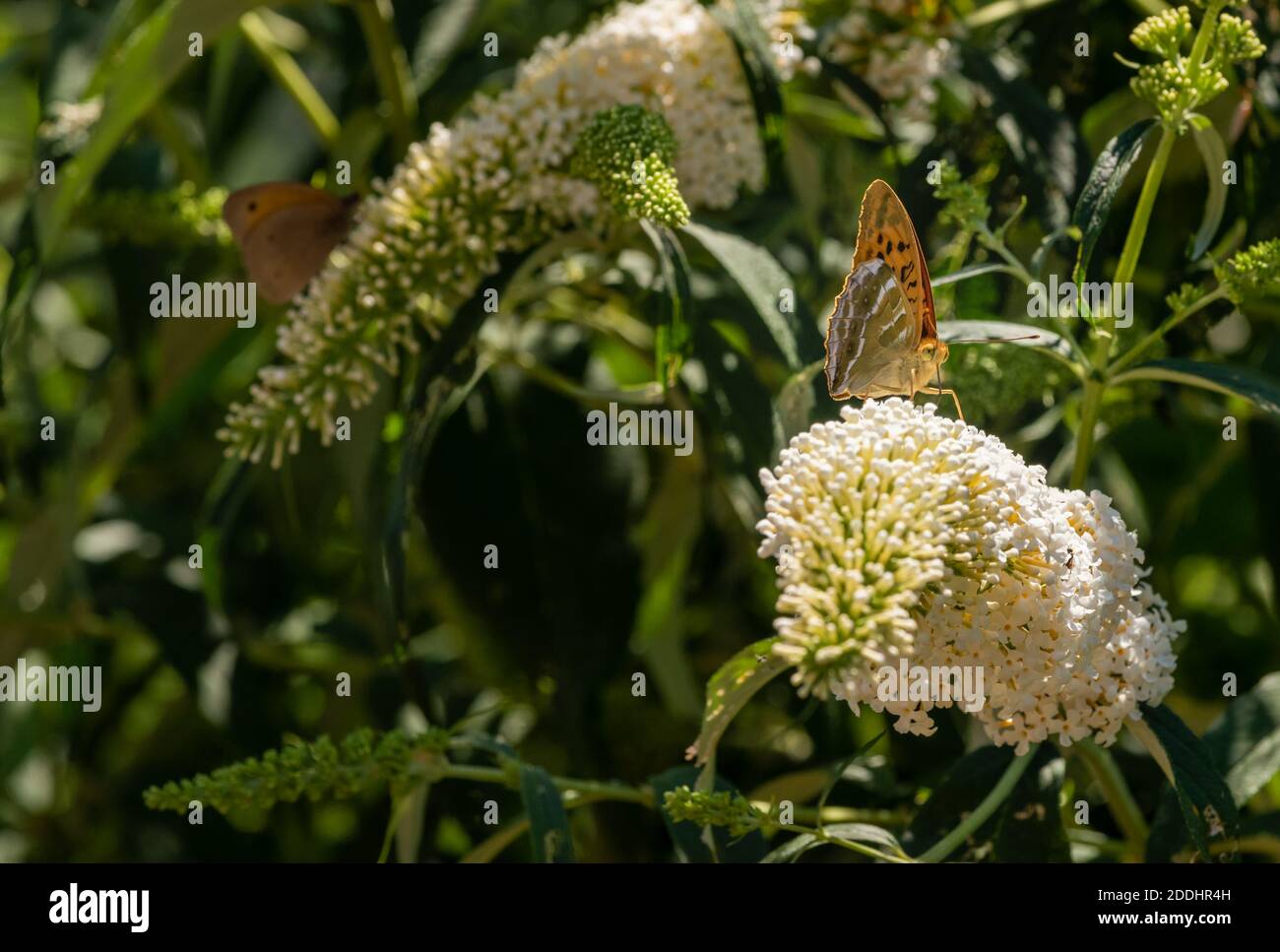 outdoor summer macro portrait of a single Quail Wheat Fritillary butterfly sitting on a white lilac blossom, sunny day,blurred natural background Stock Photo