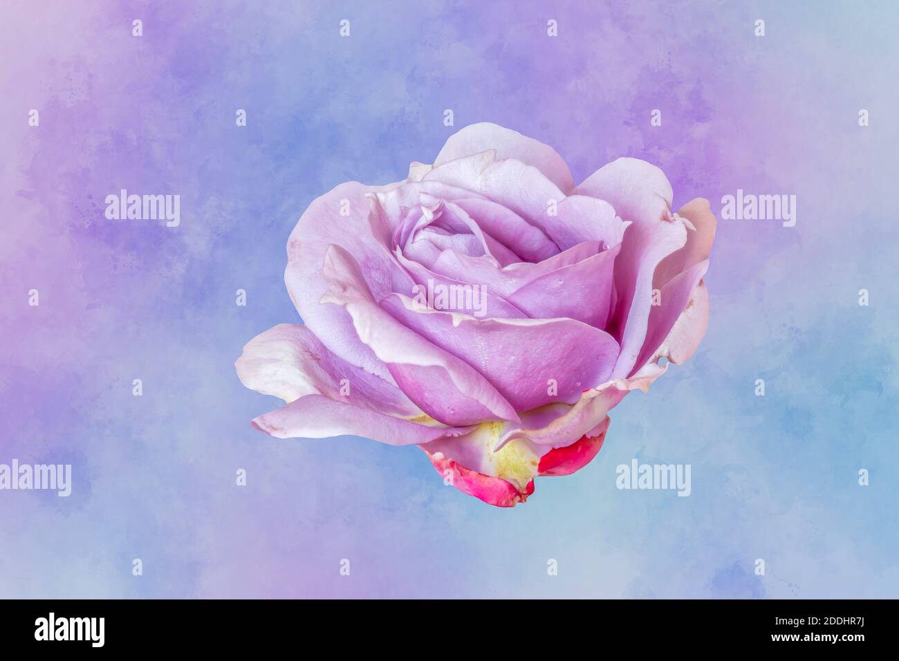 color macro of a single isolated violet red rose blossom with rain droplets,  on watercolor background in vintage painting style Stock Photo