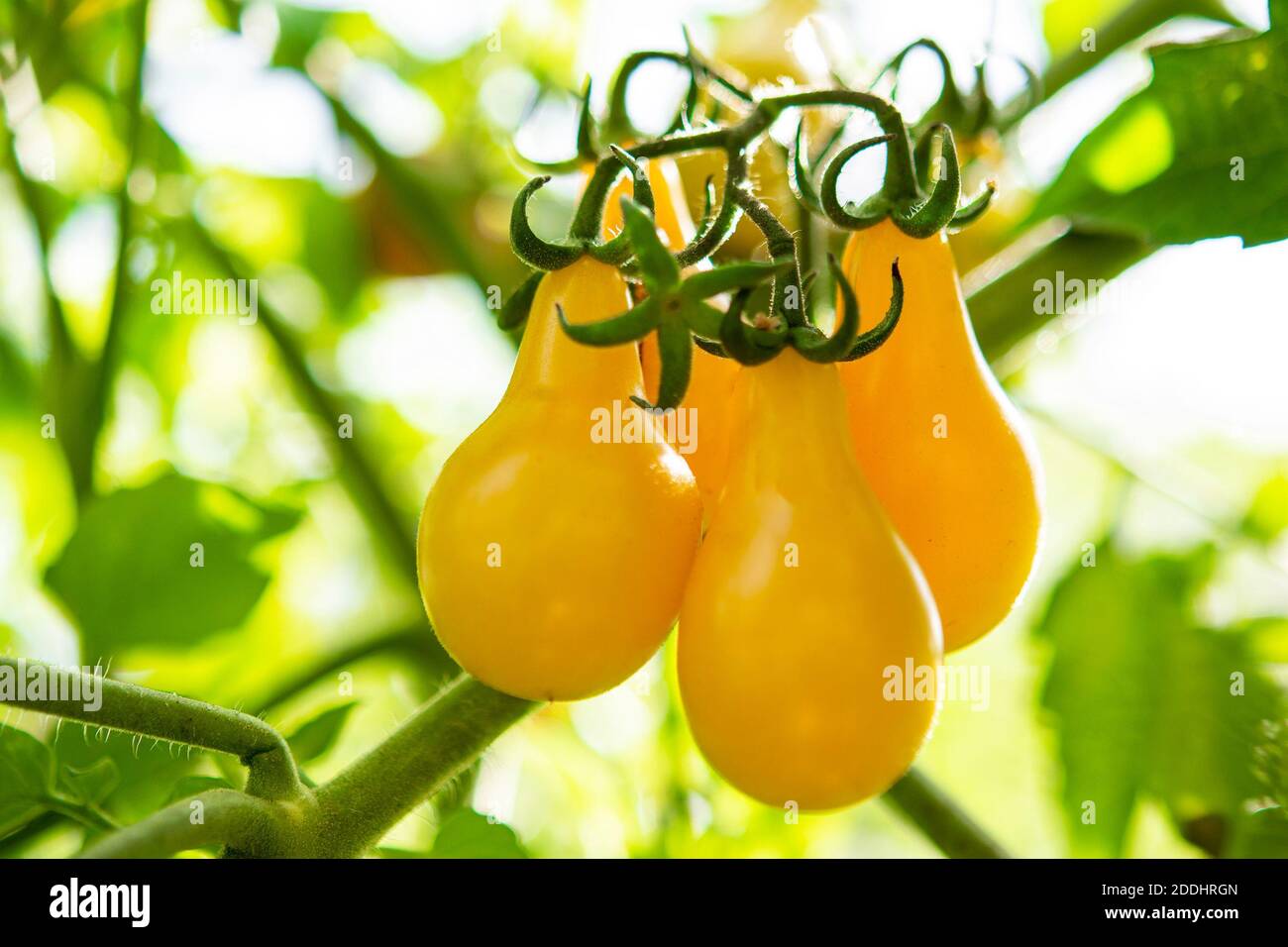 A bunch of ripe yellow pear-shaped tomatoes hanging from a branch Stock Photo