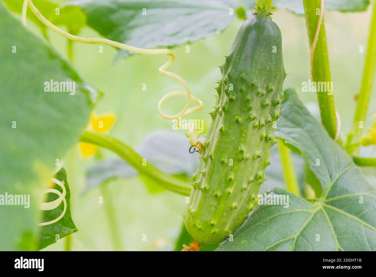 Mature cucumbers in the greenhouse hanging on a branch Stock Photo - Alamy