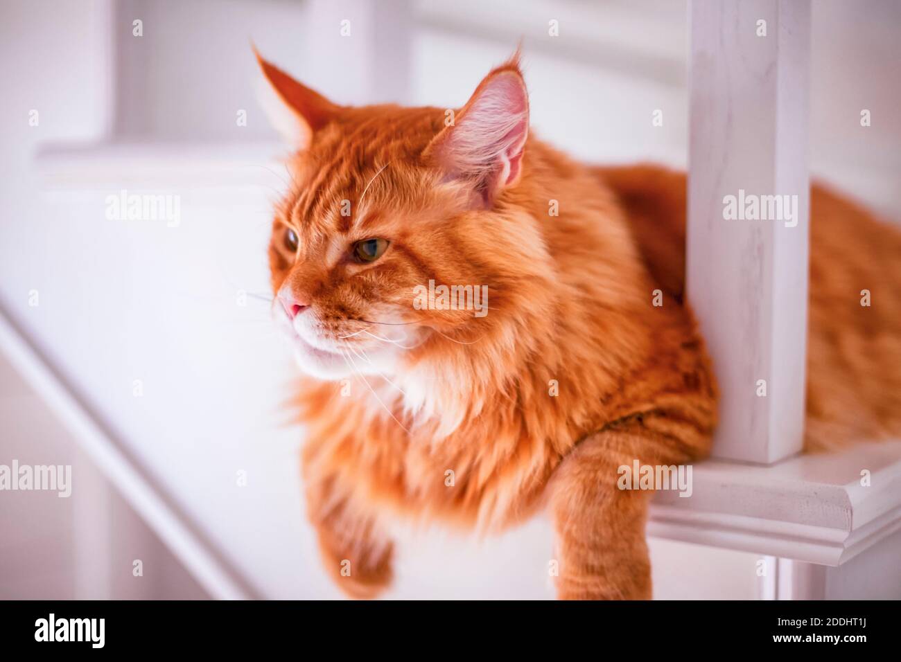 Ginger Maine Coon cat lying on white stairs indoors Stock Photo Alamy
