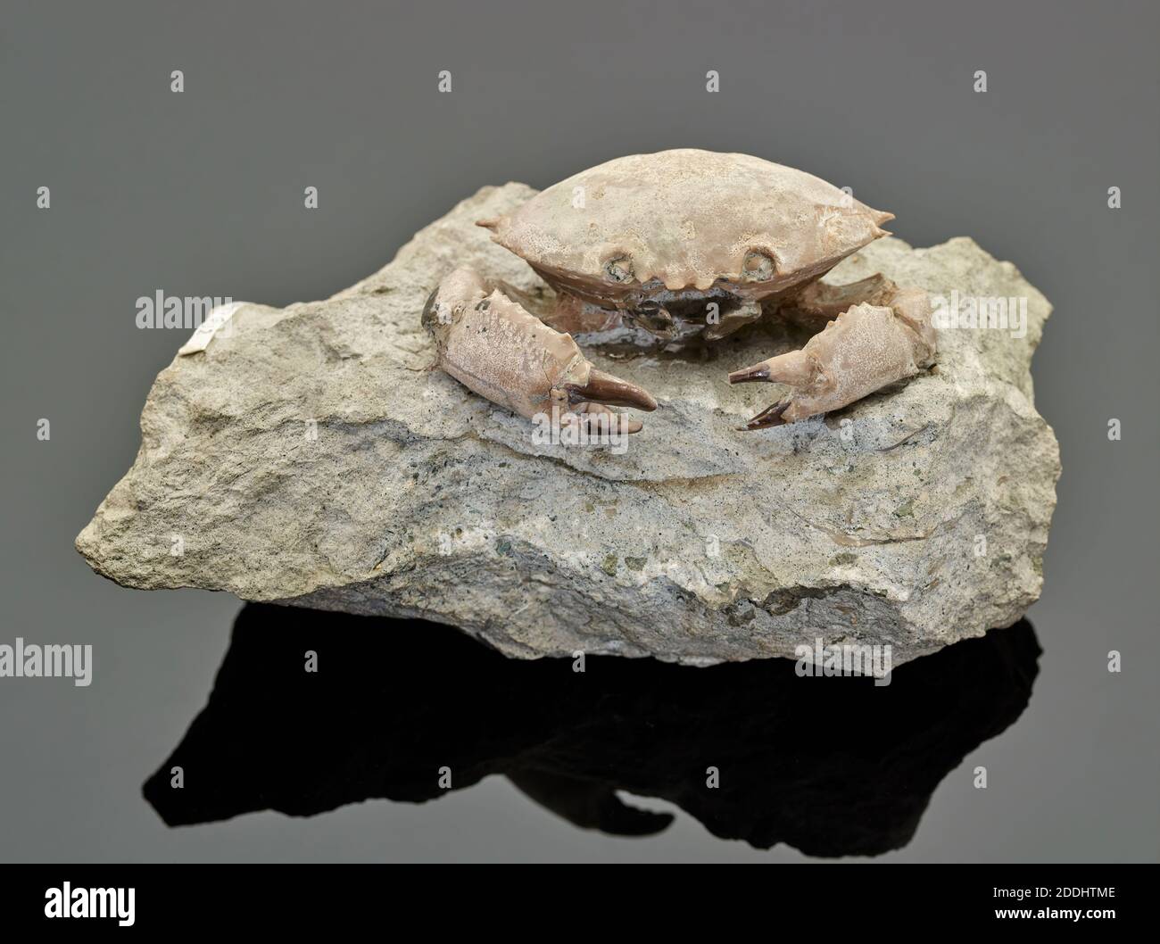 Crab Fossil, From Italy, Natural Science Collection, Palaeontology