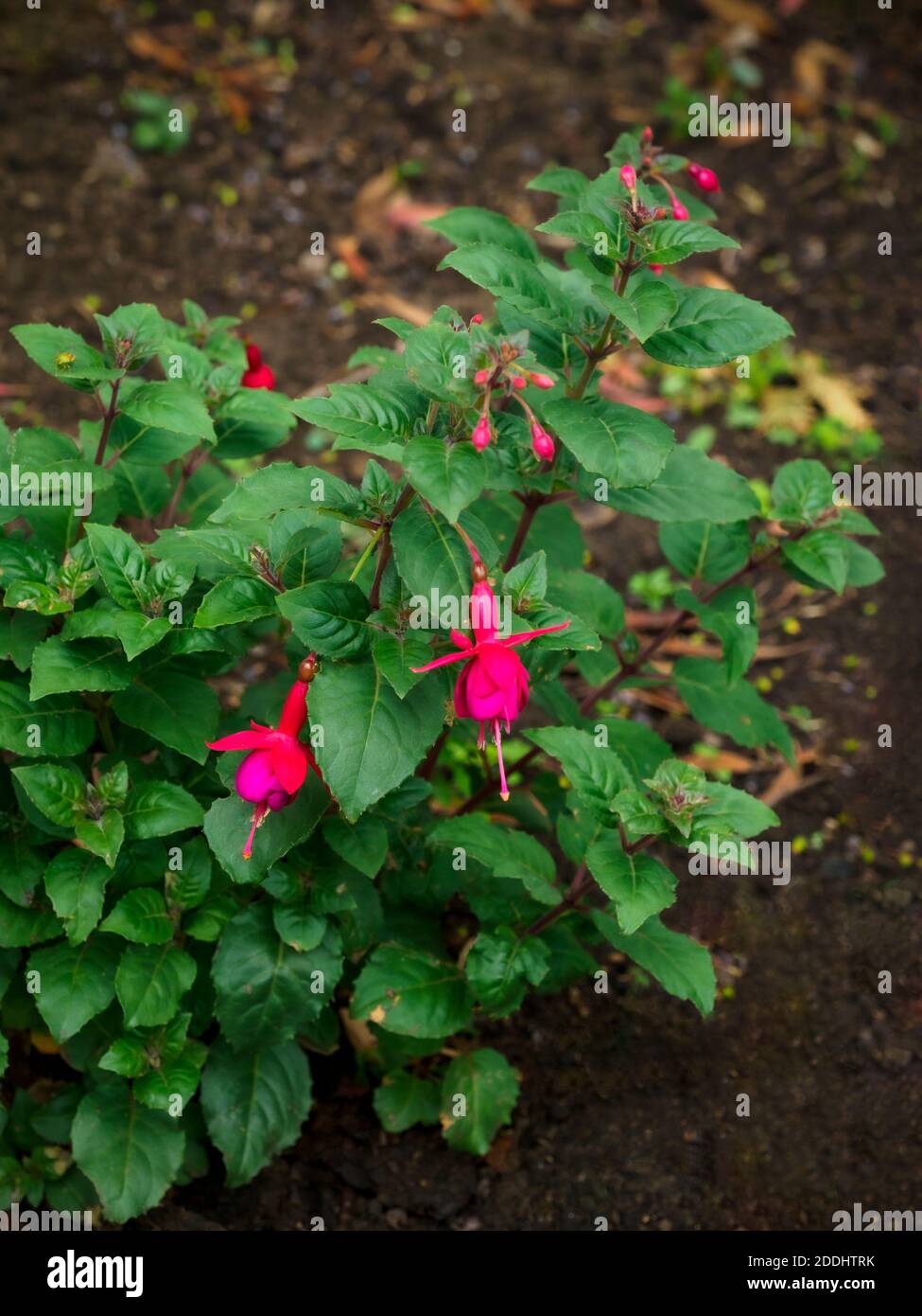 Small red fuschia plant flowering in garden border Stock Photo