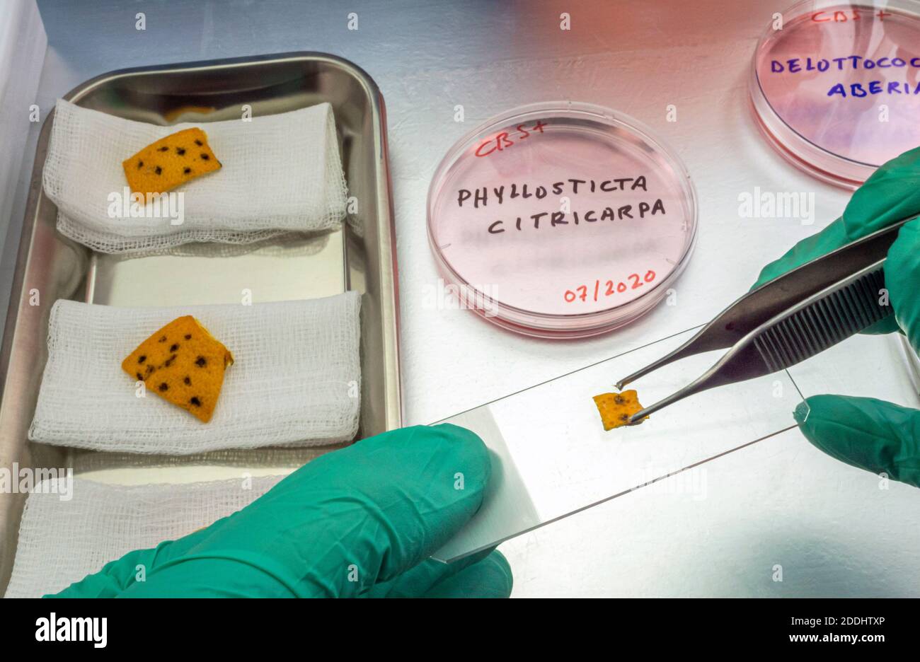 Scientific study of a tiny fungus in oranges called Phyllosticta citricarpa or black spot, it is a pest especially present in South Africa, petri dish Stock Photo