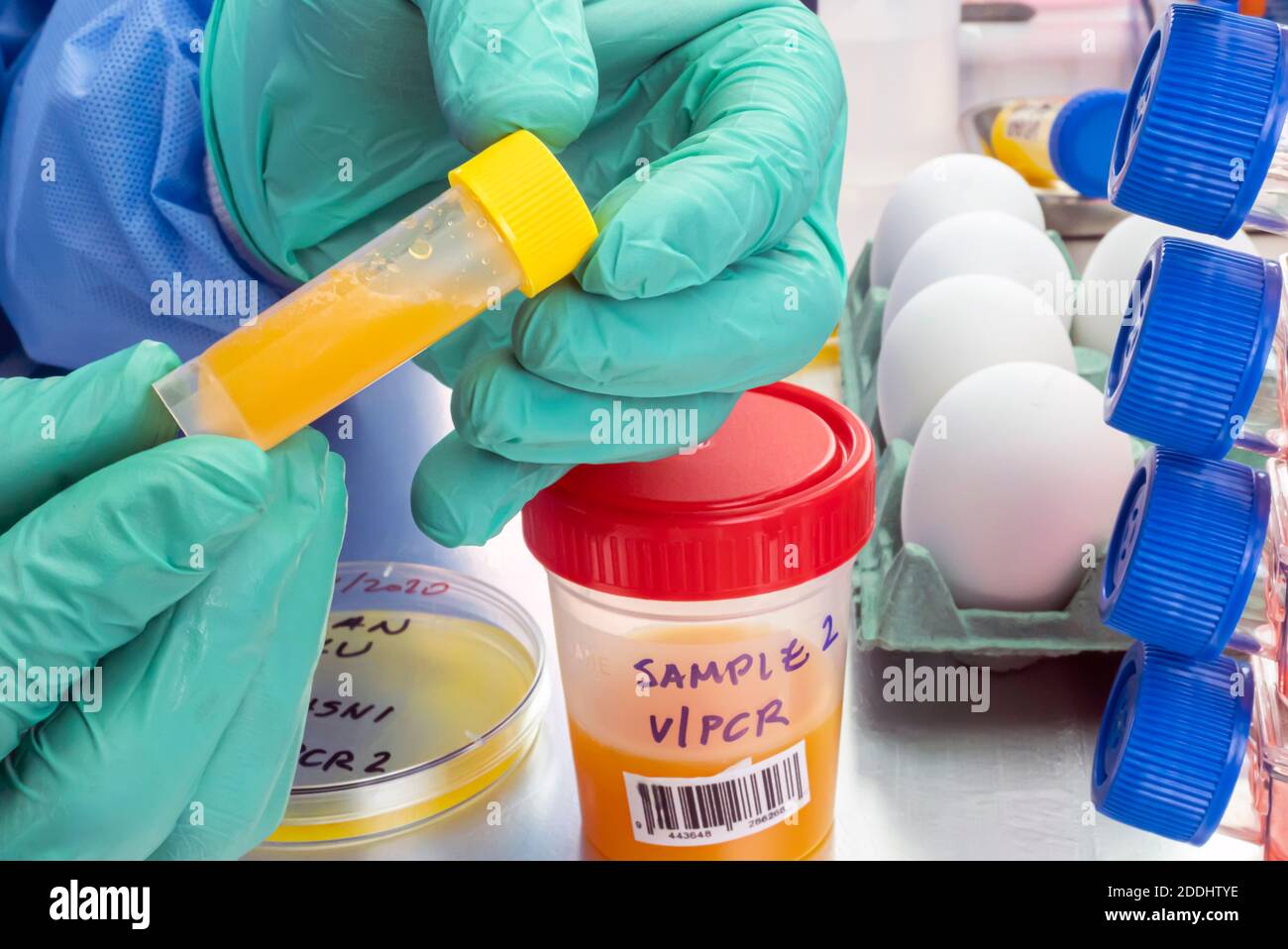 Scientific sampling of eggs in poor condition, analysis of avian influenza in humans, conceptual image Stock Photo