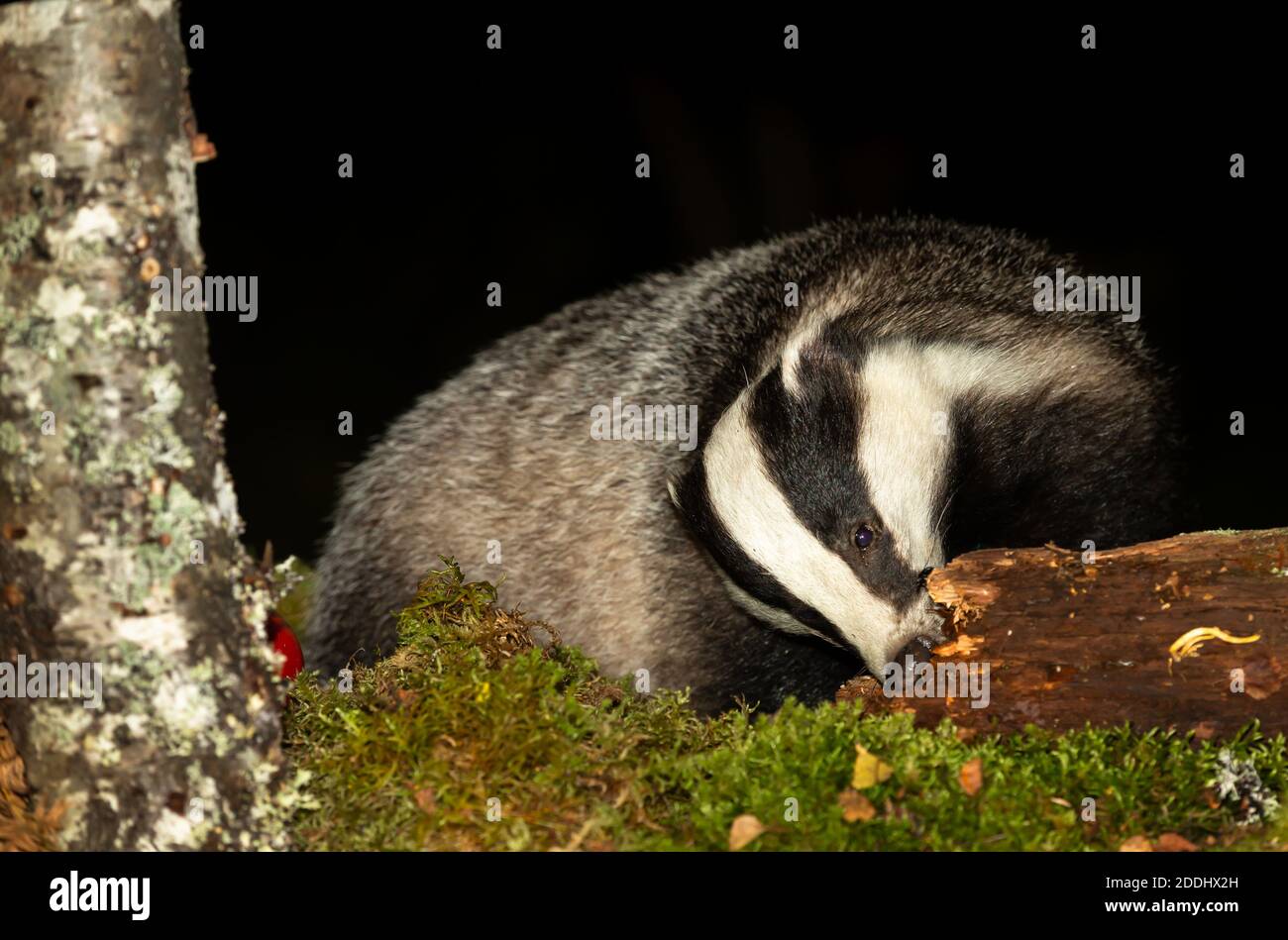 Badger, Scientific name, Meles Meles.  Wild, native badger foraging on a decaying log at night time.  Facing forward with green moss and Silver Birch Stock Photo