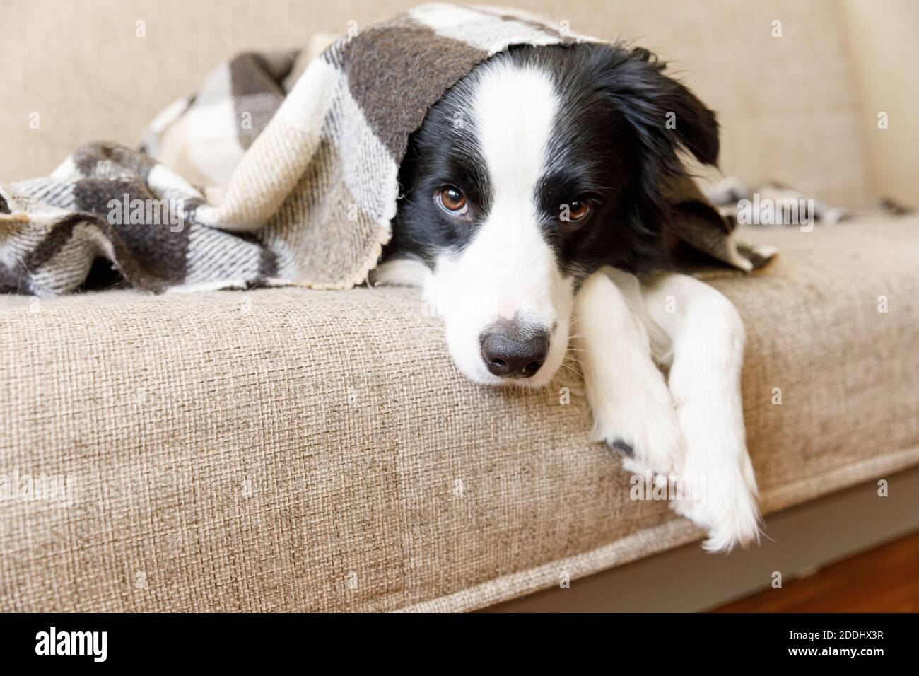 Funny puppy dog border collie lying on couch under plaid indoors. Little pet  dog at home keeping warm hiding under blanket in cold fall autumn winter  Stock Photo - Alamy