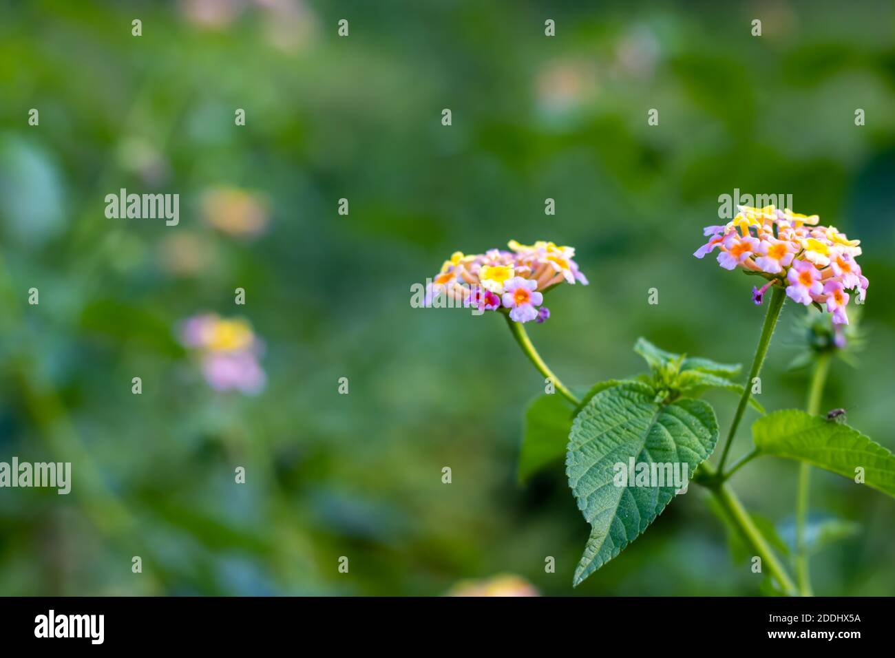 West indian colorful multicolor lantana flower with leaves Stock Photo