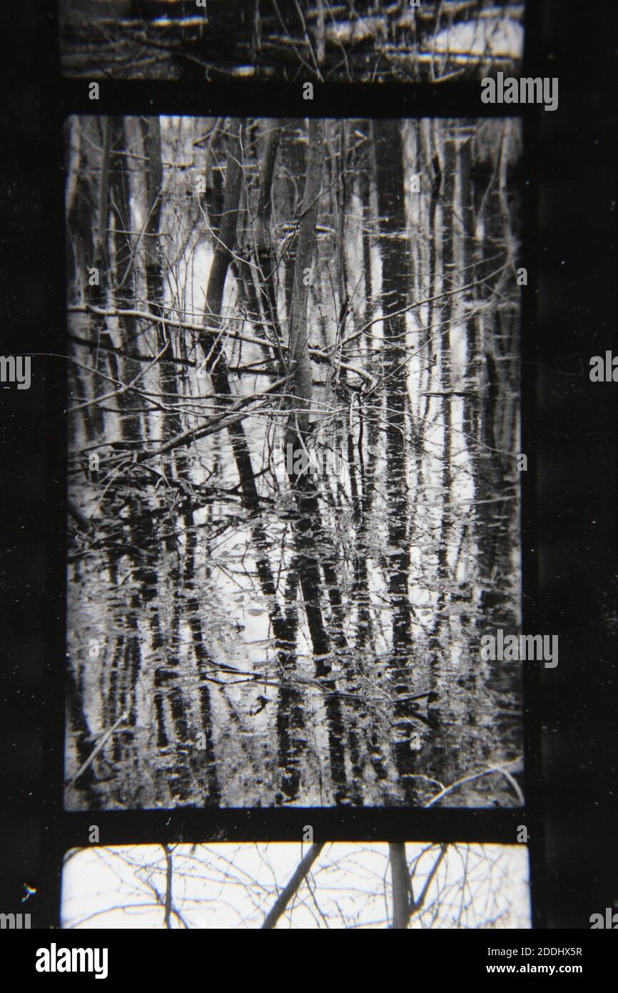 Fine 1970s vintage black and white photography of the natural beauty of ...