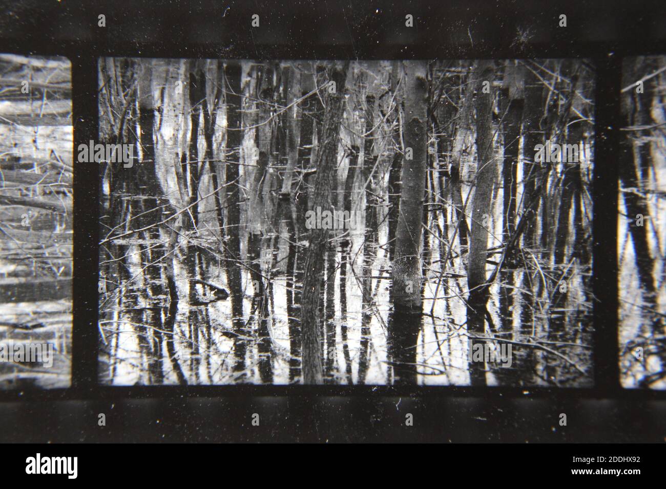 Fine 1970s vintage black and white photography of the natural beauty of ...