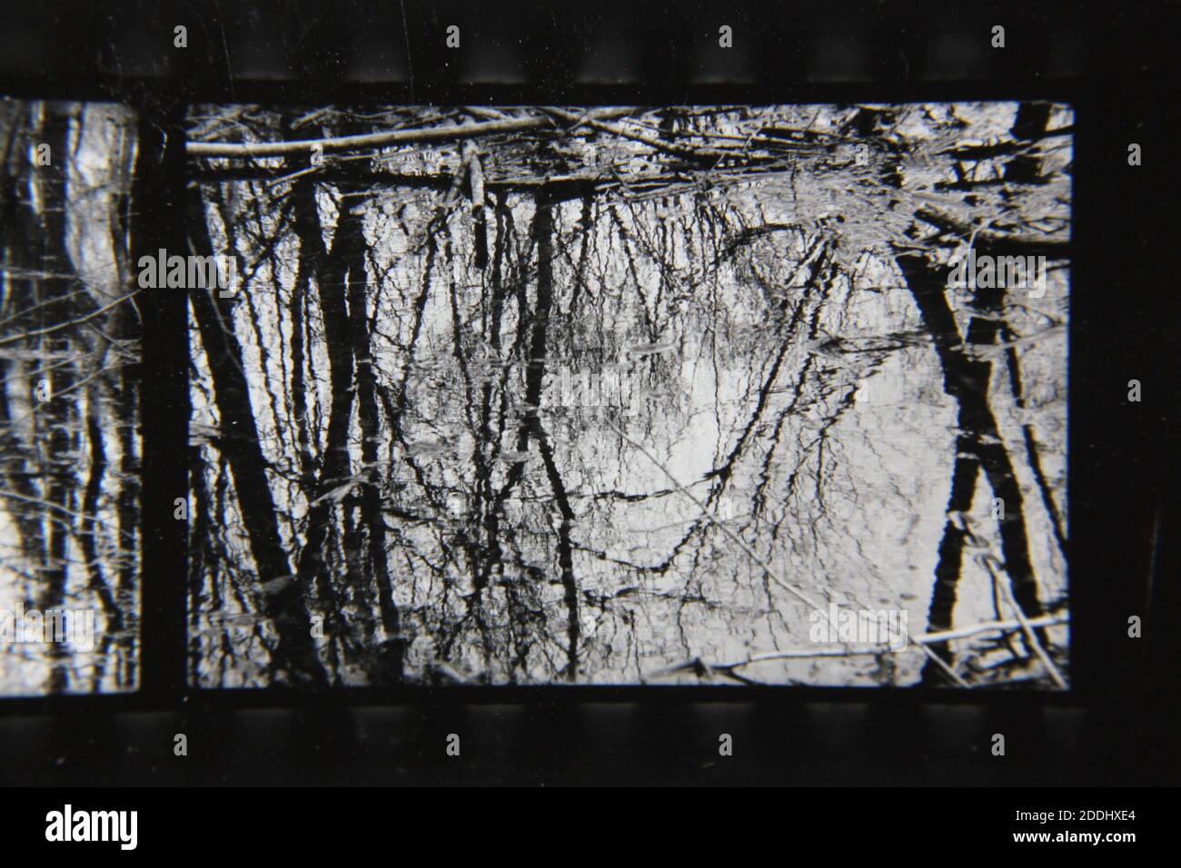 Fine 1970s vintage black and white photography of the natural beauty of ...