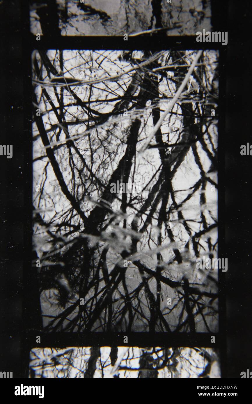 Fine 1970s vintage black and white photography of the natural beauty of ...