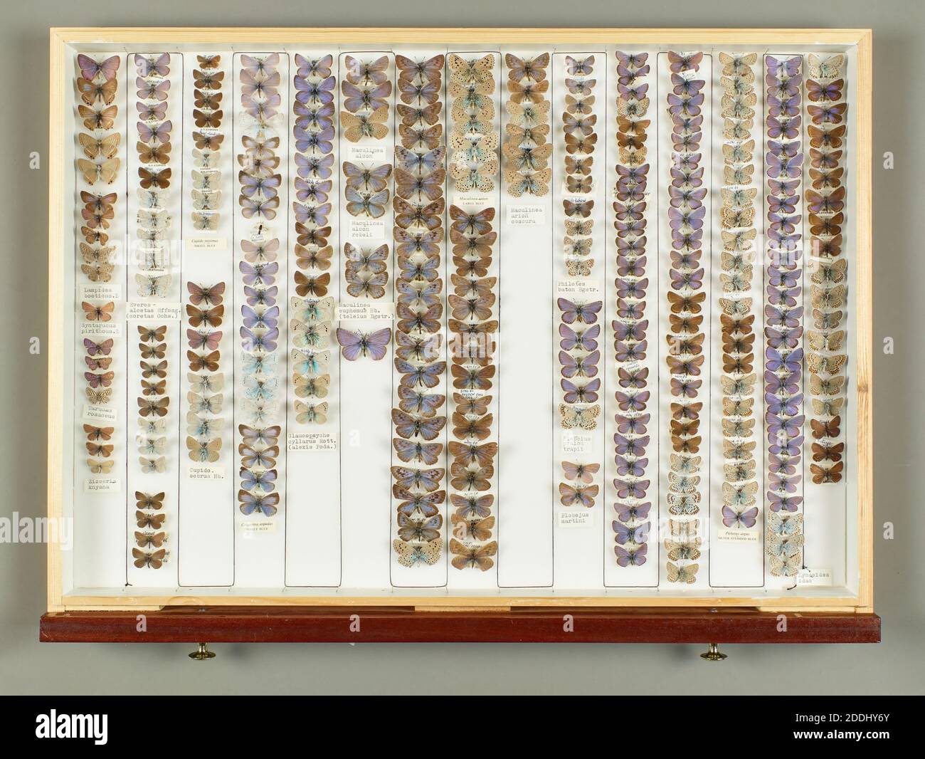 Entomology specimens hi-res stock photography and images - Alamy