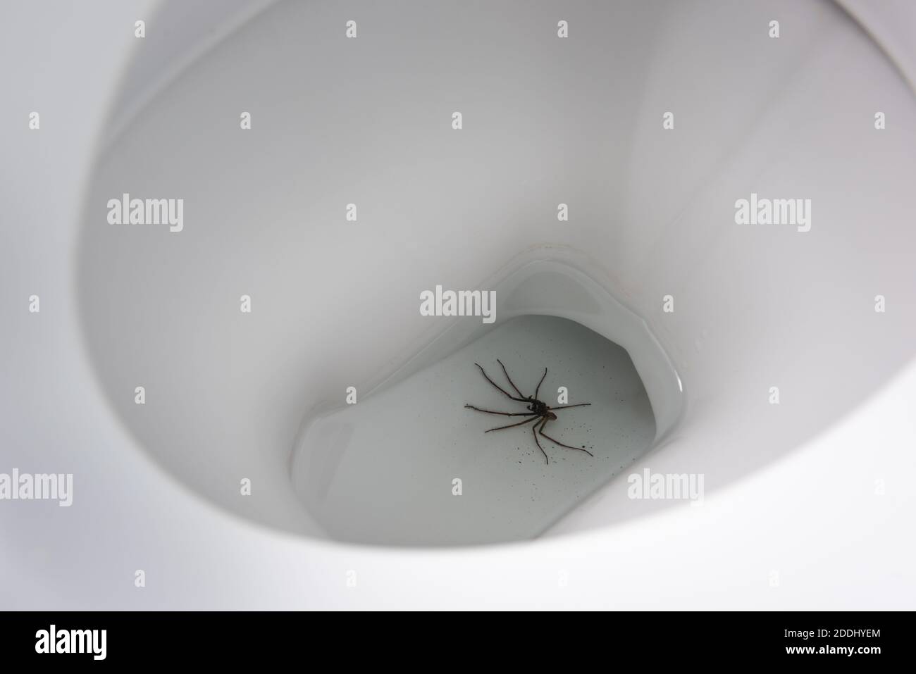 Giant house spider Eratigena atrica fallen in the WC and drowned if have arachnophobia very scary shock seeing this bad shock Stock Photo