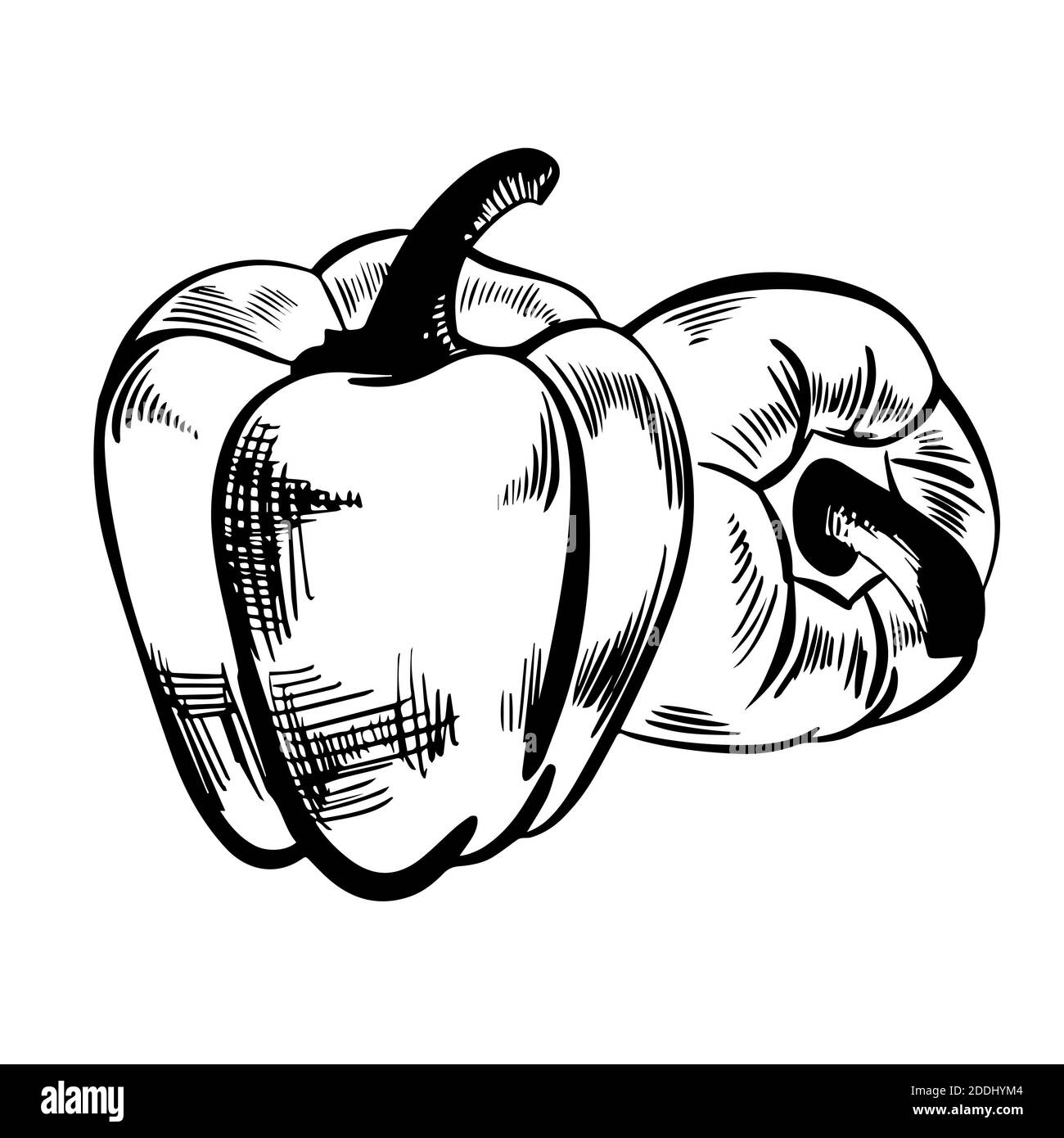 Pepper paprika sketch illustration Stock Photo Alamy
