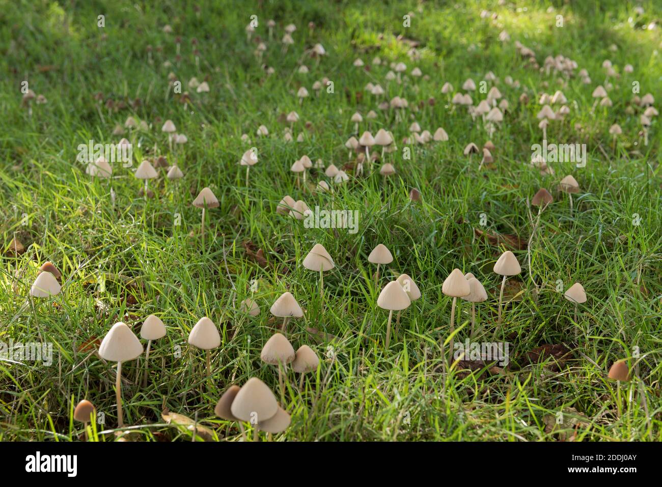 Milky white dunce cap Conocybe lactea patch of fungi mushroom in grazed meadow grass by sheep  beneath horse chestnut tree in early morning Stock Photo