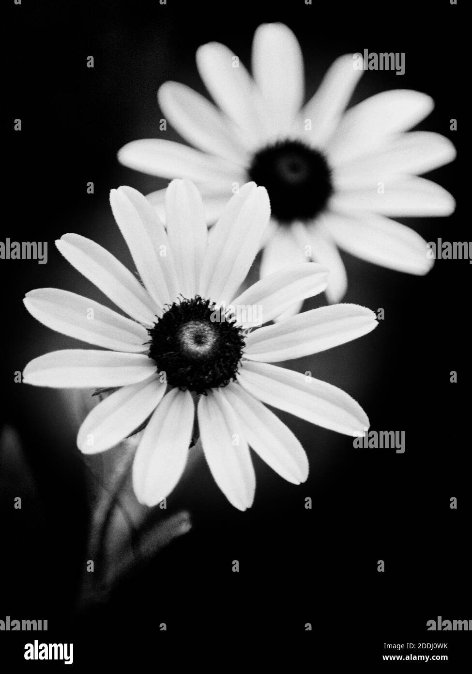 Black And White Wildflowers Stock Photo Alamy