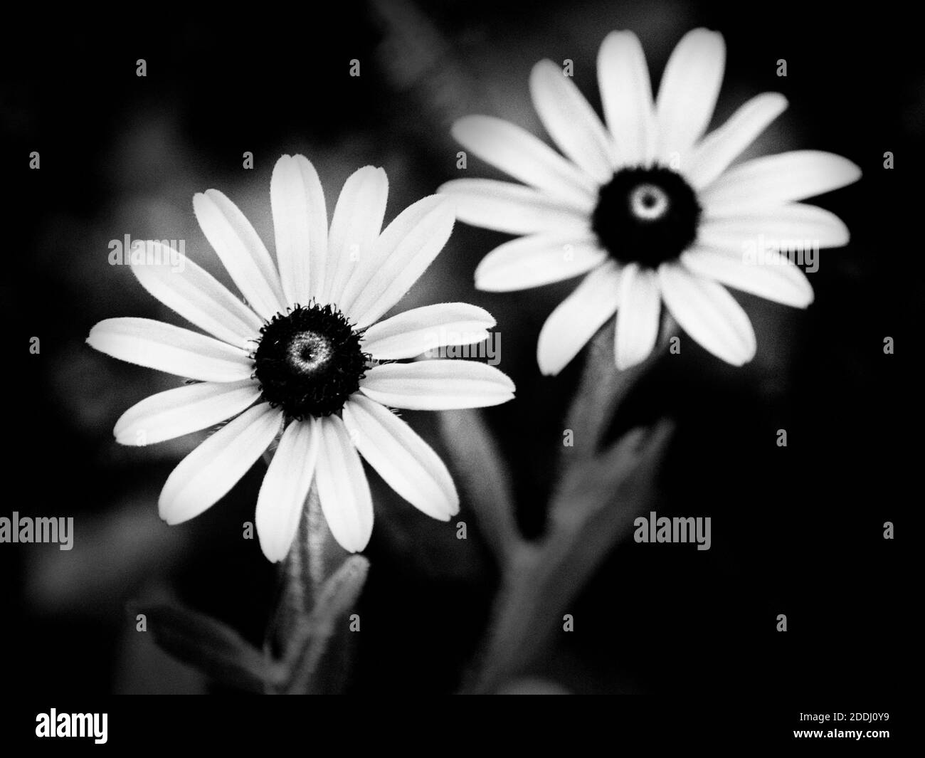 Black And White Flowers Stock Photo