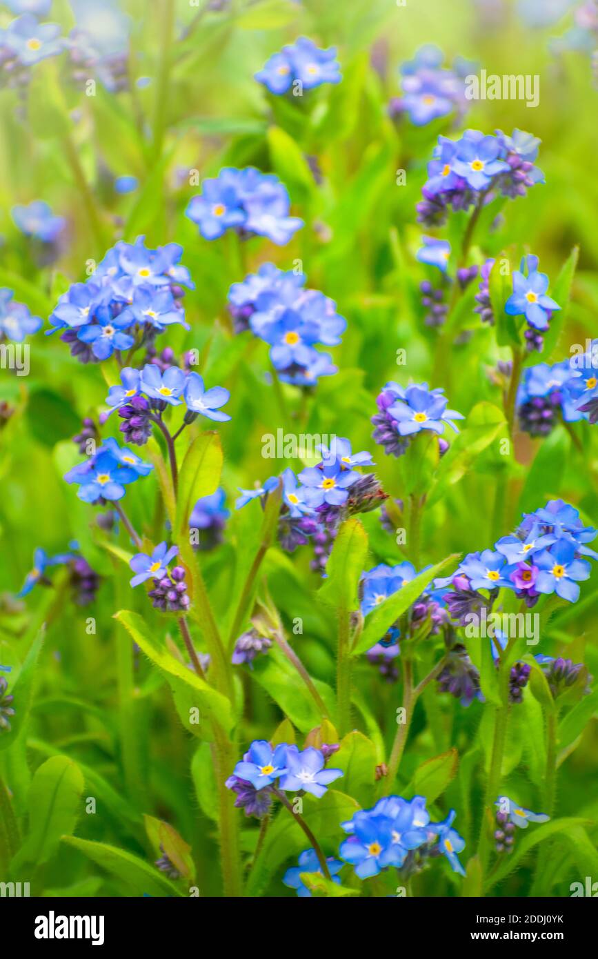Forget Me Not Flowers Stock Photo