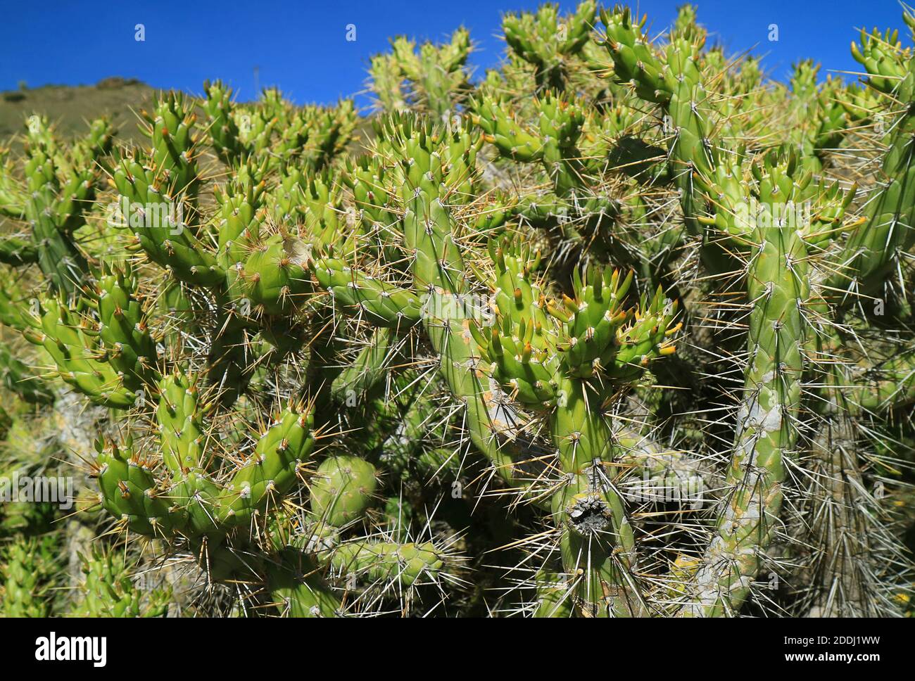 Large Shrub od Wild Eve's needle or Opuntia Subulata Cactus at the Highland of Colca Canyon, Arequipa Region, Peru, South America Stock Photo
