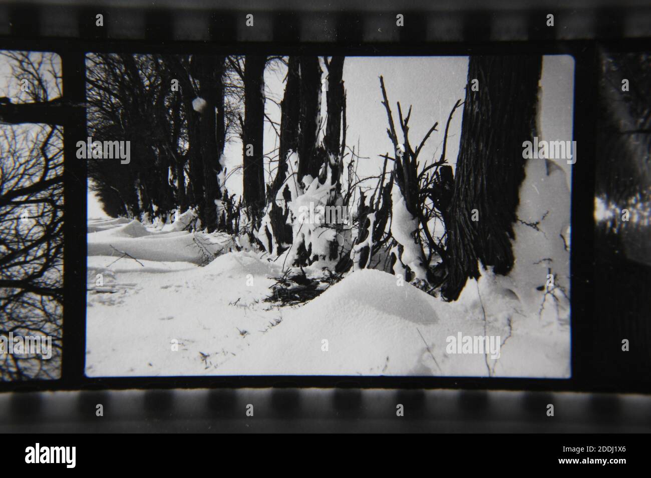 Fine 1970s vintage black and white photography of the natural beauty of ...