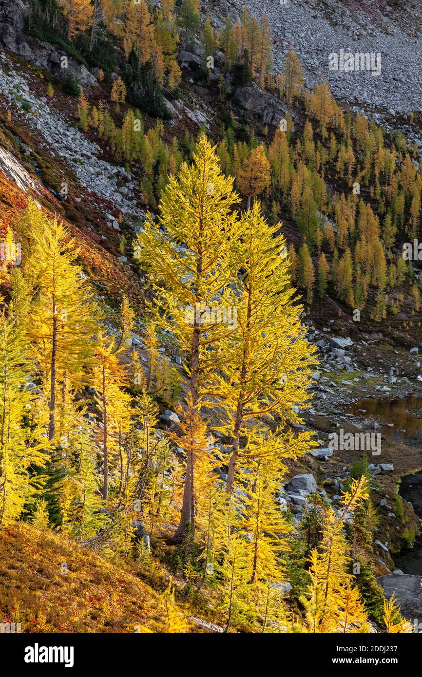 WA17769-00.....WASHINGTON - Larch trees in fall color at Lower Ice Lake, Glacier Peak Wilderness, Okanogan Wenatchee National Forest. Stock Photo