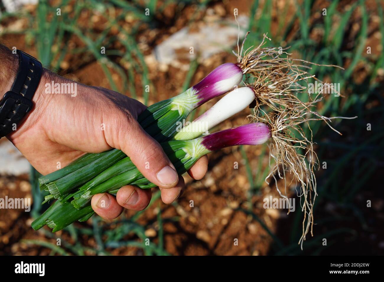 Red onion Stock Photo