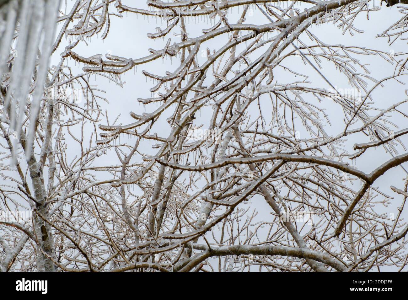 Freezing rain. Icy tree branches after an icy rain. Natural disaster. Selective focus. Stock Photo