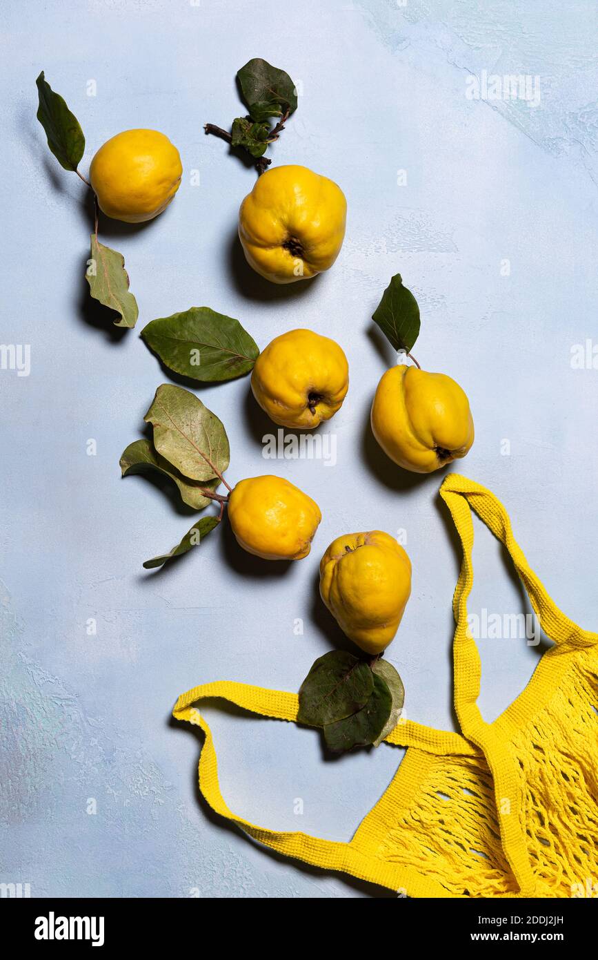 Organic ripe quince apples and yellow mesh bag on blue textured background. Directly above view. Fruits and leaves have natural imperfections, spots a Stock Photo