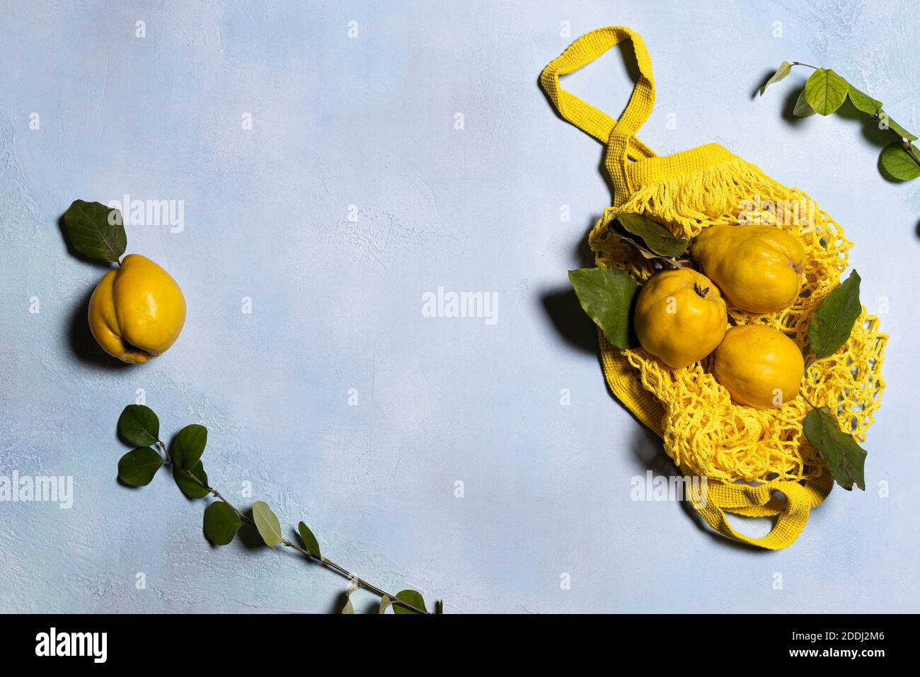 Ripe quince apples on yellow mesh bag and tree branches on blue background. Directly above view. Fruits and leaves have natural imperfections, spots a Stock Photo