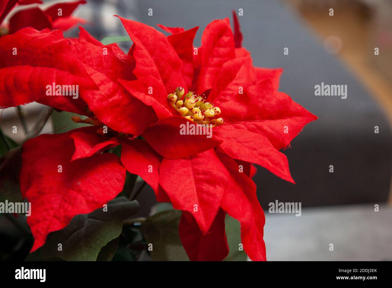 close up view of a fake red poinsettia leaves decoration for the holidays Stock Photo