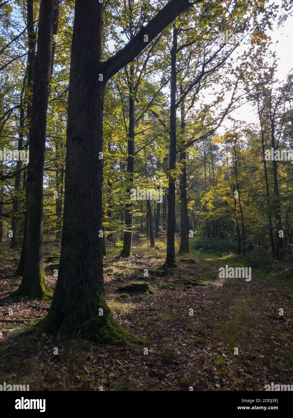 Shot forest lot trees hi-res stock photography and images - Alamy