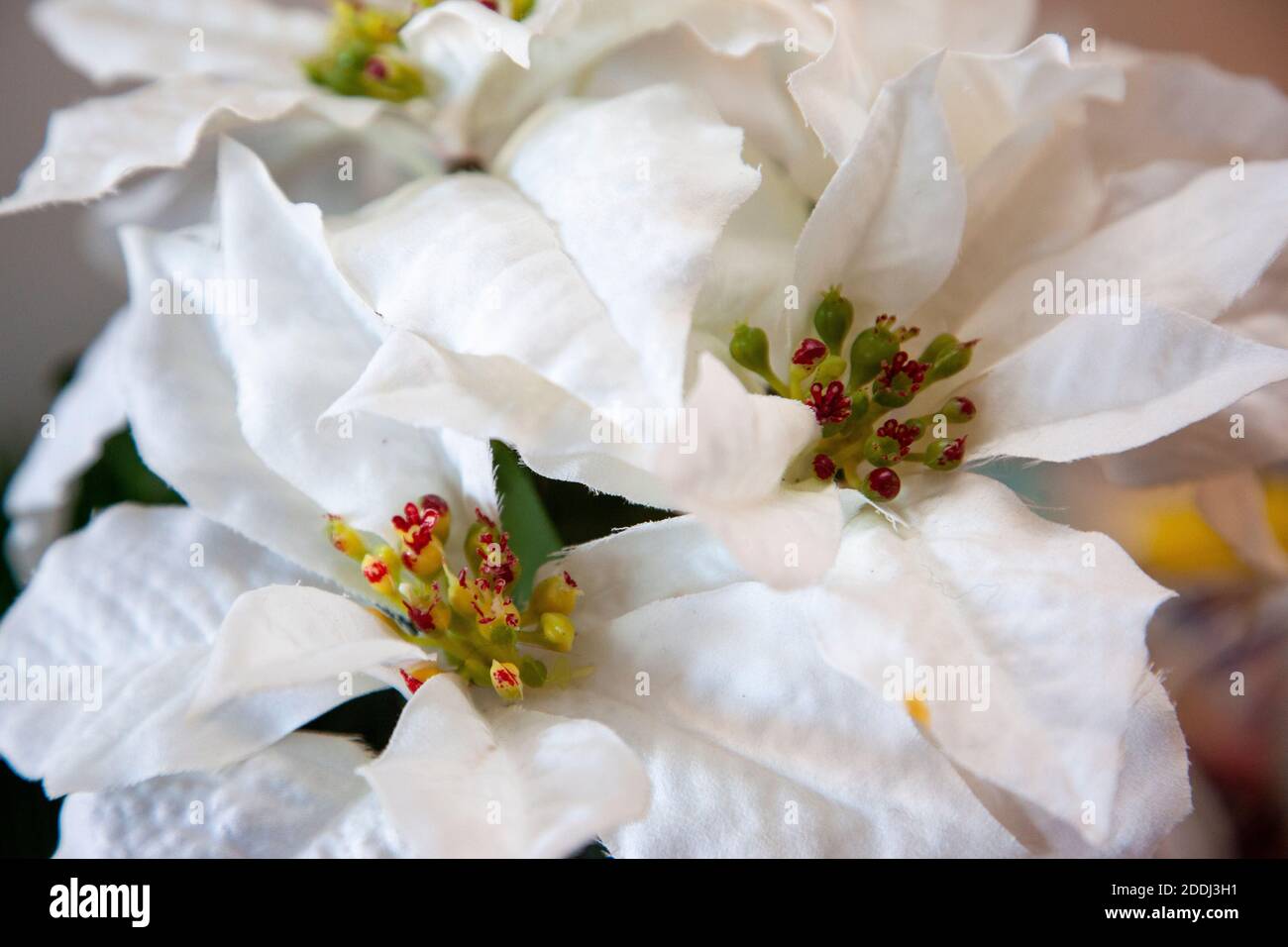 fabric leaves of a white christmas star plant Stock Photo