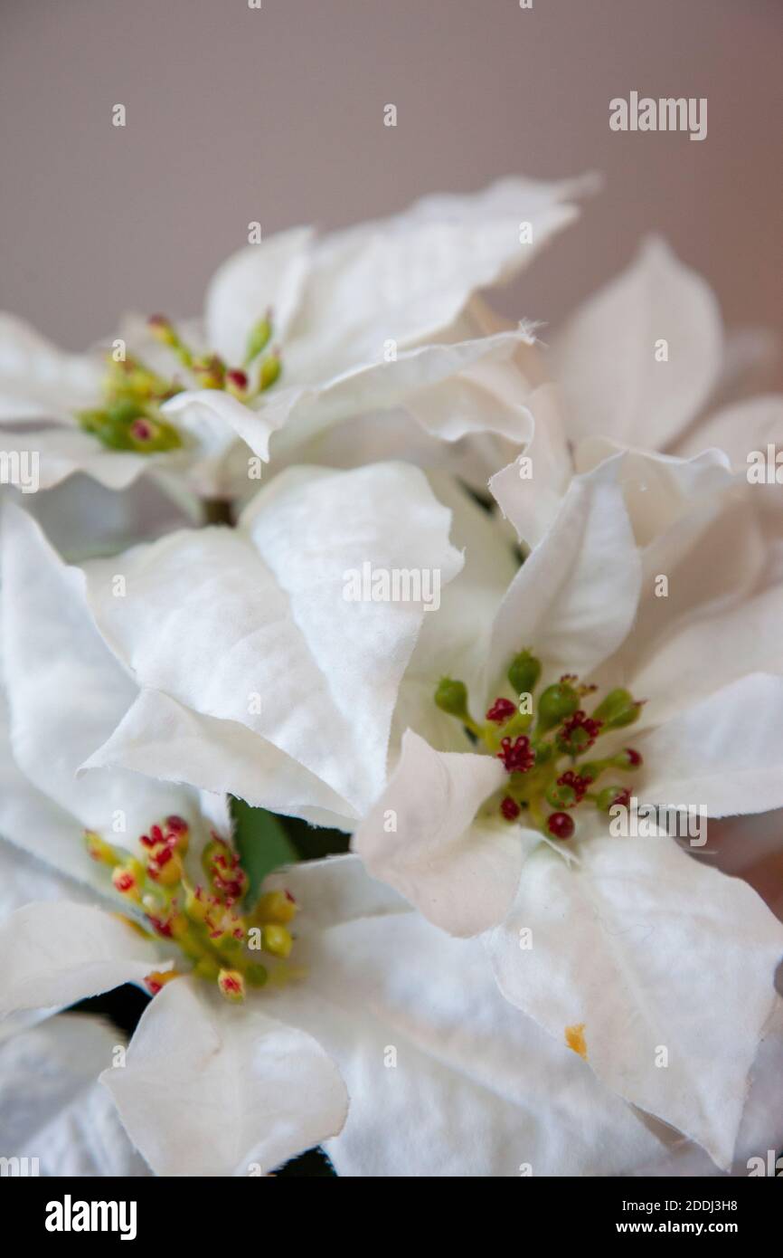 A vertical photo of an artificial white poinsettia plant with soft