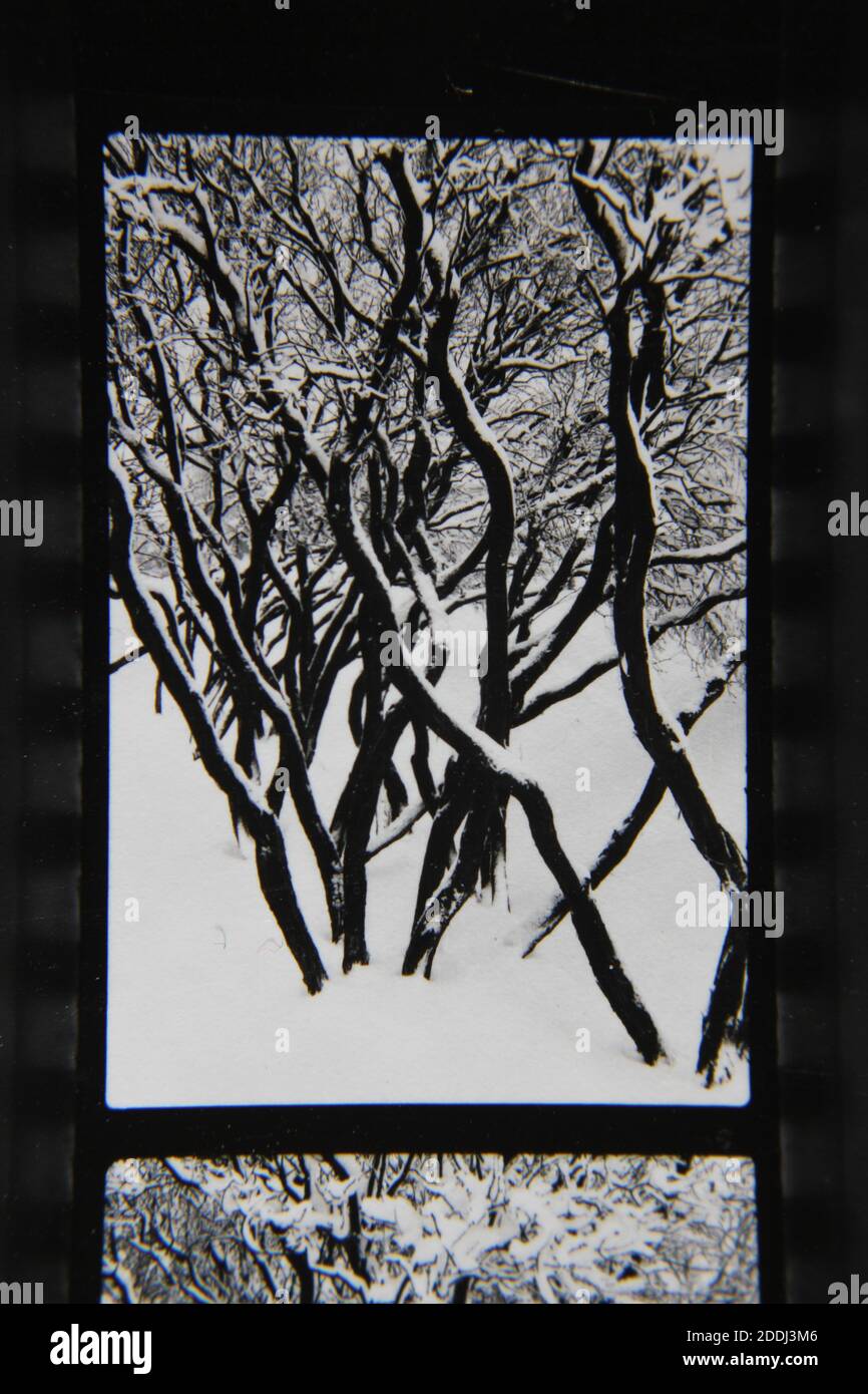 Fine 1970s vintage black and white photography of the natural beauty of ...