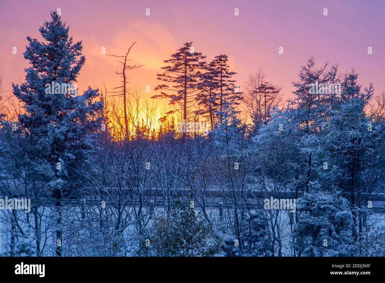 Sun setting over a highway with snow on the trees and a pink sky Stock Photo