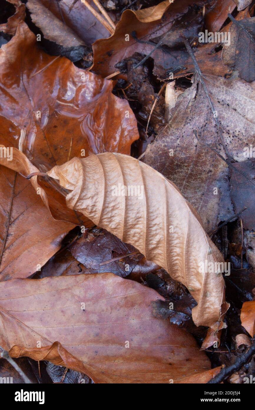 Autumn leaf litter showing the texture and veins in the leaves and a small pool of water within one of the leaves Stock Photo