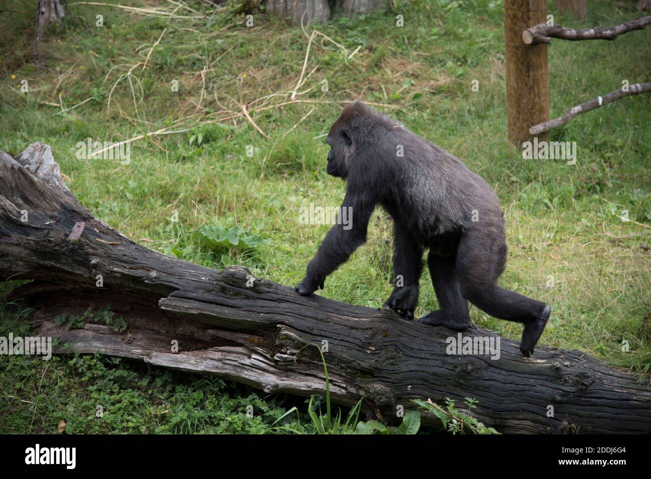 Gorilla at Durrell Wildlife Park, Jersey Zoo, Channel Islands Stock