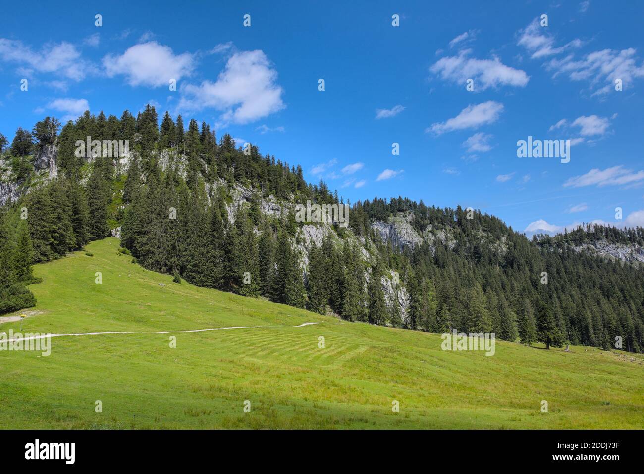 Almwiese mit Wald und Steilwand Stock Photo
