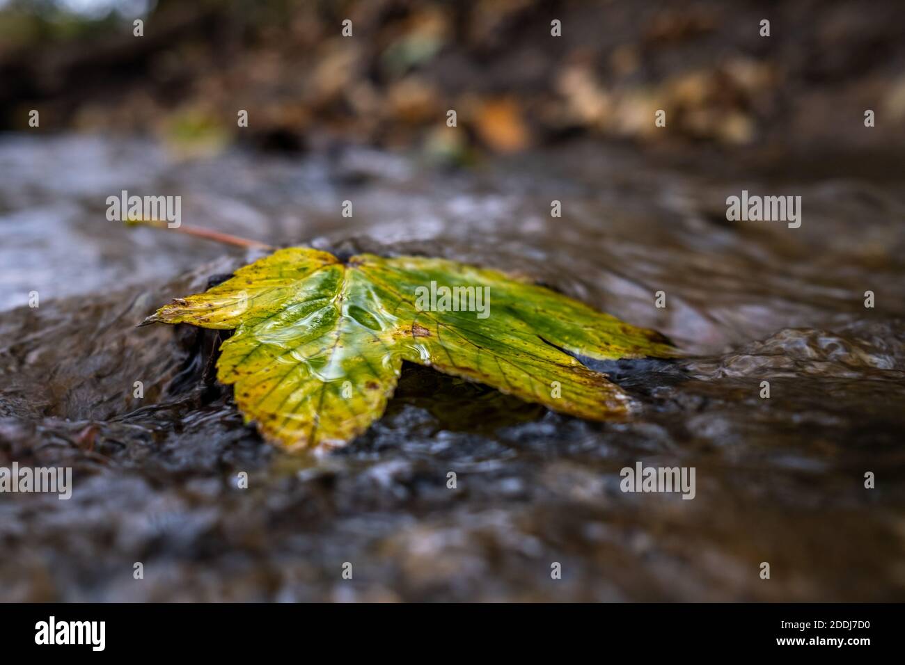 Water flows across a fallen Autumn leaf in a stream Stock Photo - Alamy