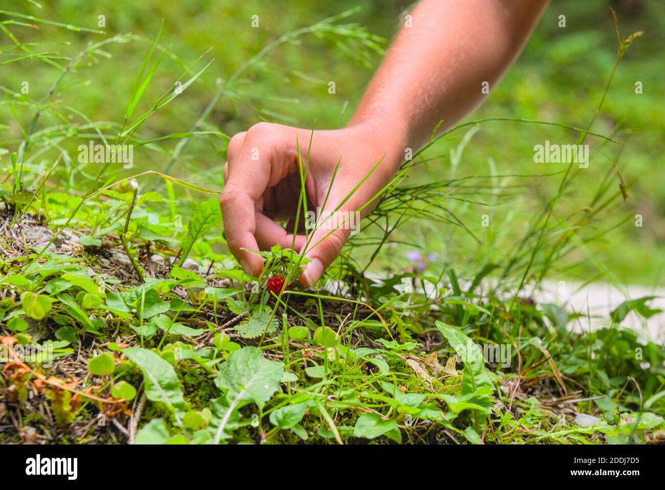 Hand beim pflücken einer Walderdbeere Stock Photo