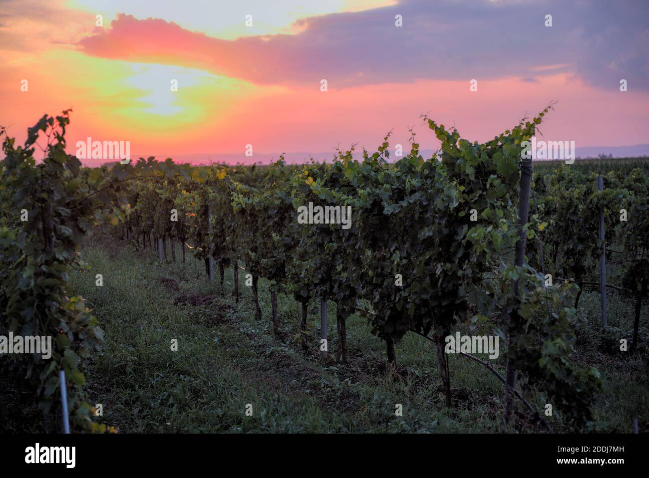 Sonnenuntergang in einem Weingarten Stock Photo