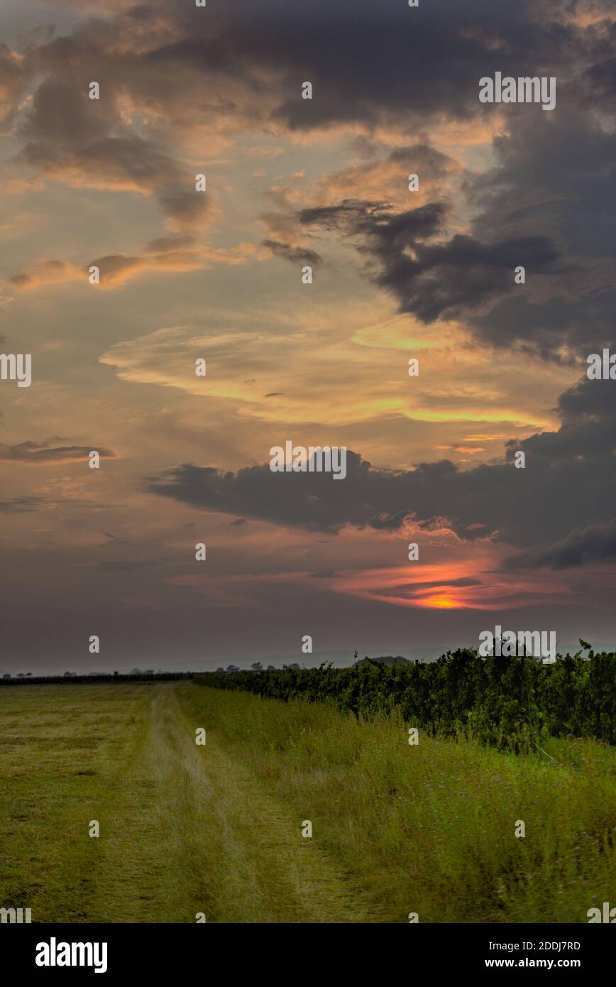 Weingarten bei Sonnenuntergang und leuchtenden Wolken Stock Photo