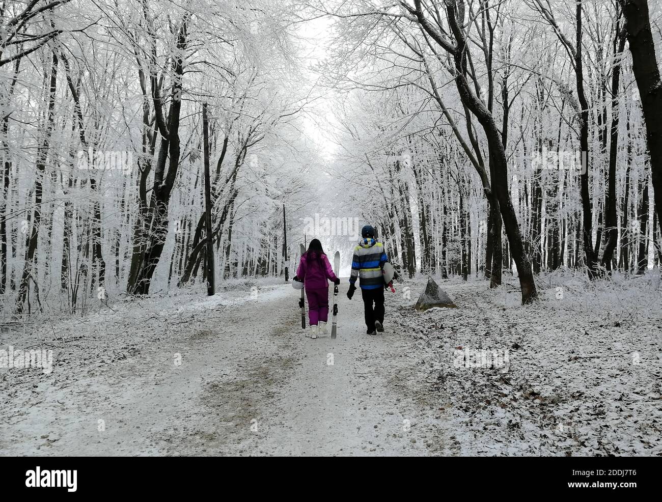 skiers put on their equipmen in the snowy forest Stock Photo Alamy