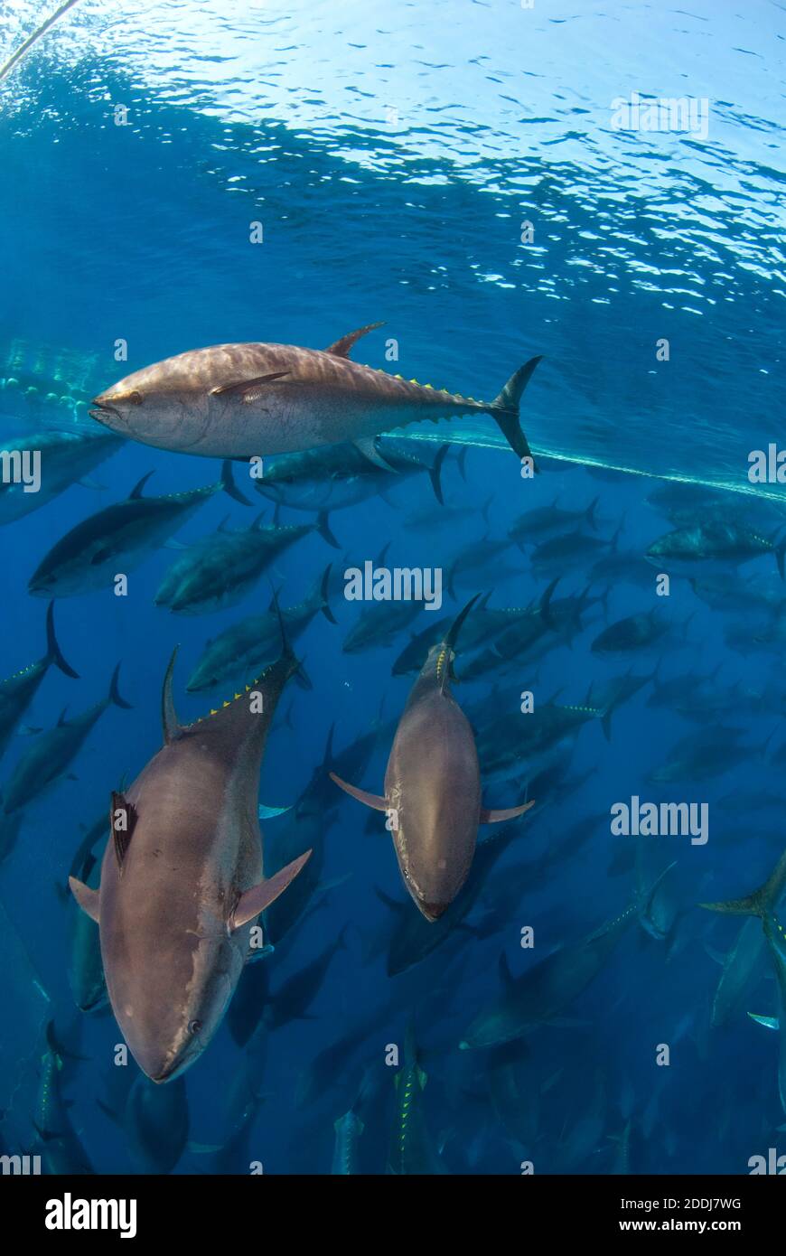 https://c8.alamy.com/comp/2DDJ7WG/atlantic-bluefin-tuna-fished-in-seine-fishing-net-mediterranean-sea-2DDJ7WG.jpg