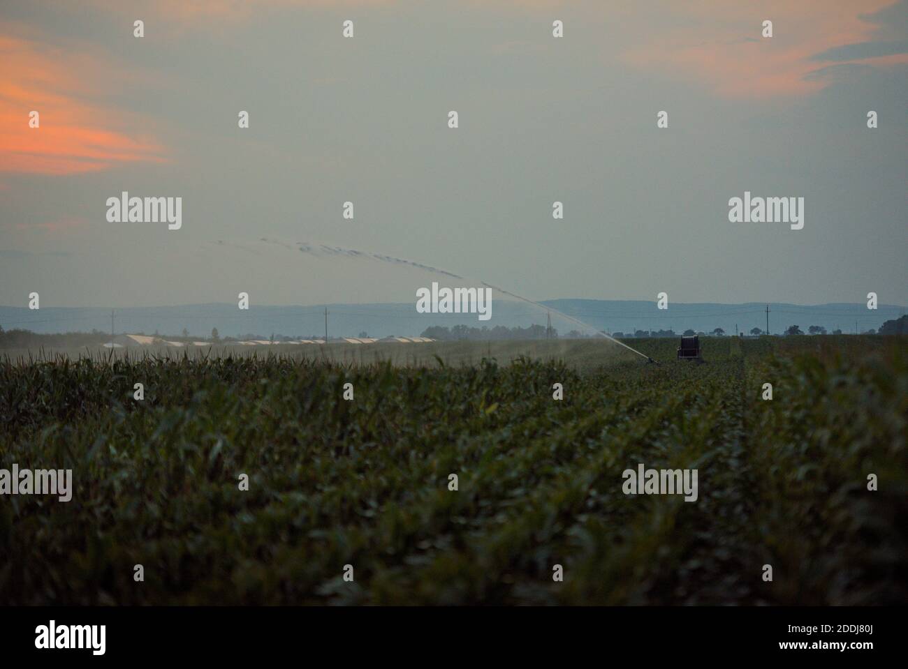 Wasserfontäne einer Bewässerungsanlage am Abend in einem Maisfeld Stock Photo
