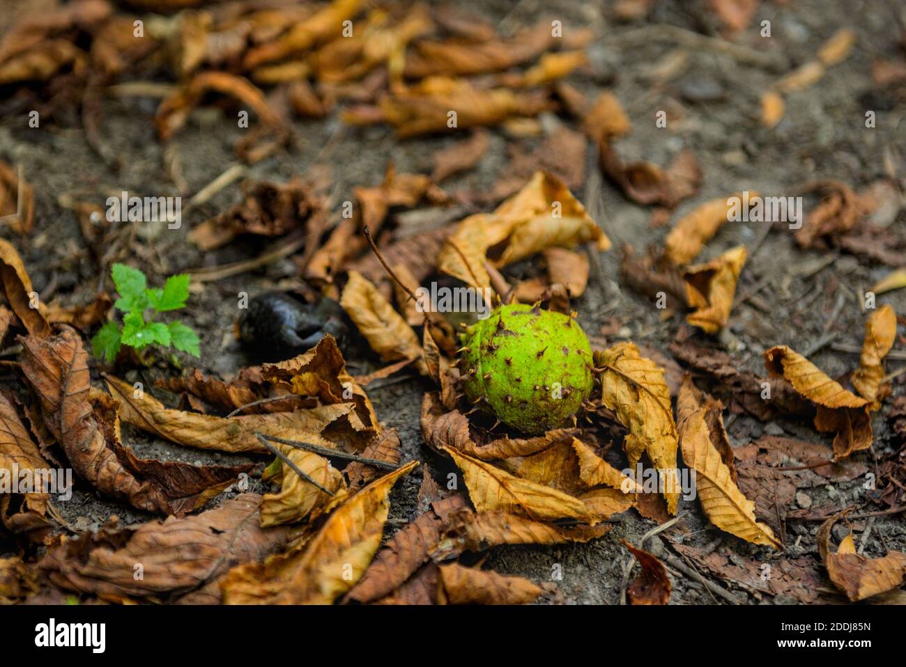 alte und frische bzw. neue Kastanien am Boden Stock Photo