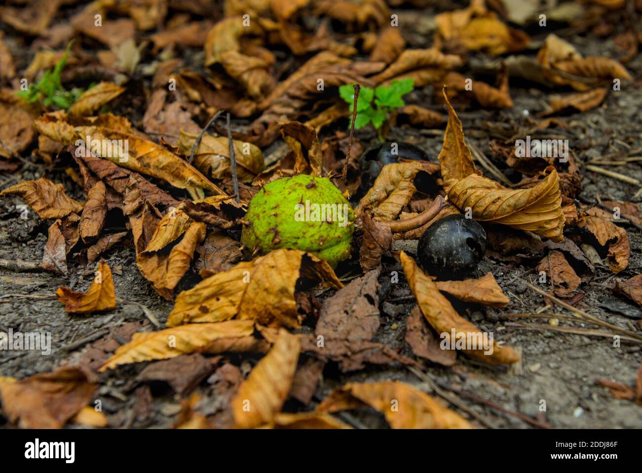 alte und frische bzw. neue Kastanien am Boden Stock Photo