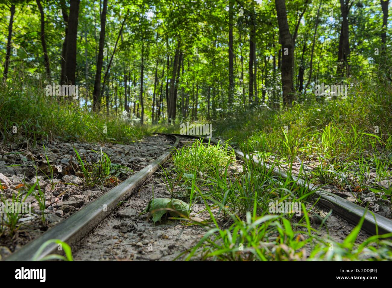 Eisenbahnschienen in einem Waldstück Stock Photo