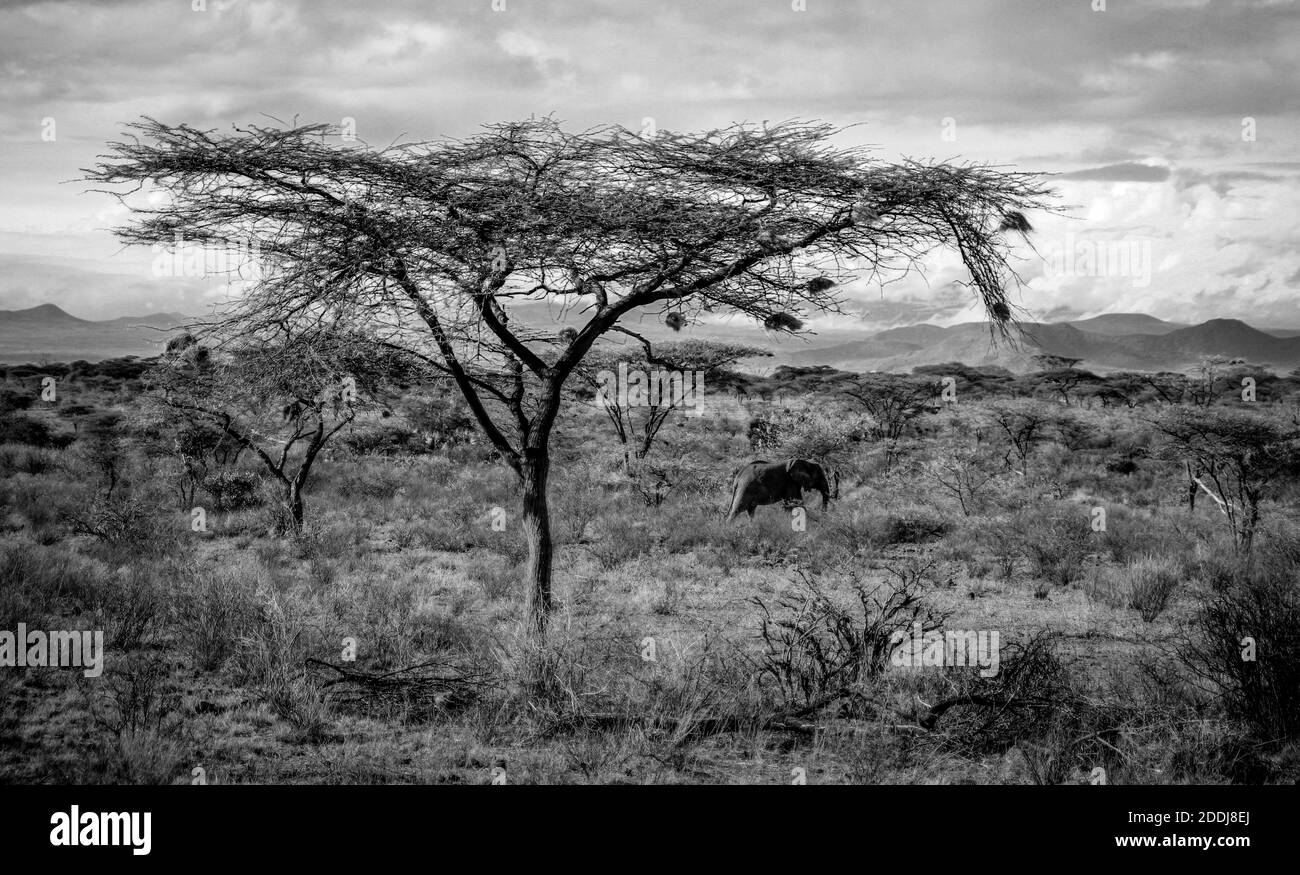 African Safari Black and White Stock Photo - Alamy
